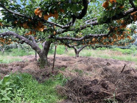 【鳥取県オリジナル品種】 新甘泉　梨　約3kg