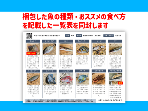 下処理⇒即日発送！ロコフィッシュ鮮魚ボックス2~3kg【エコ包装