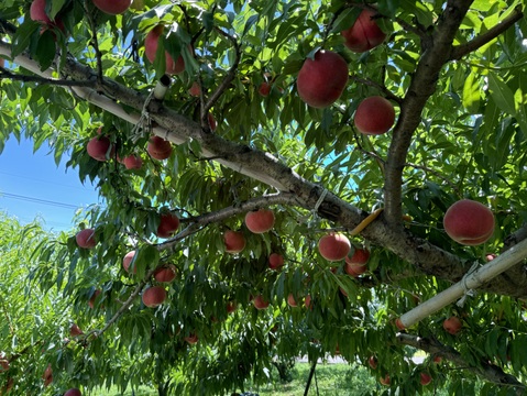 【クール便】桃【品種おまかせ】最後まで硬め　3kg