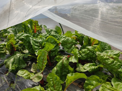 ✨【色彩の宝石箱】農薬・化学肥料不使用で育てた、鮮やかスイスチャード 約700g✨