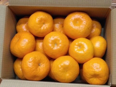 静岡県産　はるみオレンジ　約4.0㎏