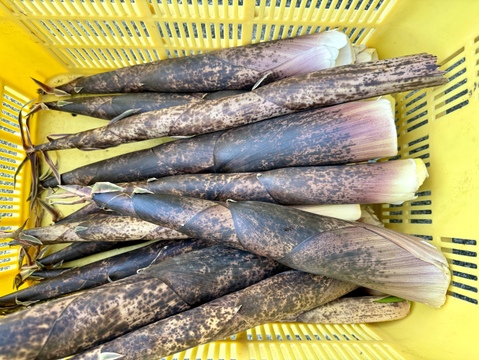 【山形県庄内産】天然・真竹（1kg）から竹・マダケ・またけ・タケノコ・たけのこ・竹の子 - 山形県酒田市八幡地域の里山・大沢産の山菜