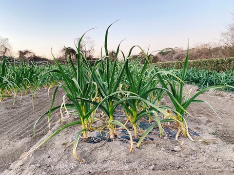 一家に１本万能旨味調味料！ 薫の塩麴にんにく500ｇ
