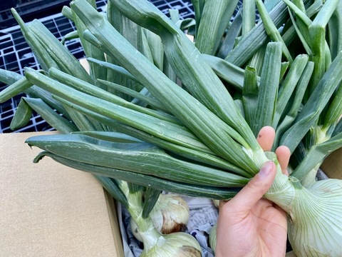 葉まで美味しい★艶ピカ新玉ねぎ　葉付き10玉