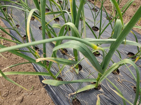 ✨希少！国産ニンニクの芽　約300g✨採れたて直送｜やわらかく甘い春のごちそう🥬農薬・化成肥料不使用✨