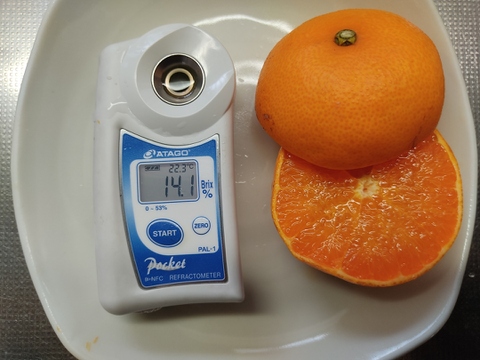 弁当のお供に　つぶらなせとか  箱込み4.5キロ