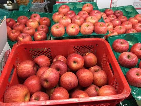 農薬節減 もぎたて!! りんご 訳あり 早生ふじ 5kg(15〜20玉) ご自宅用 昂林 紅将軍５キロ