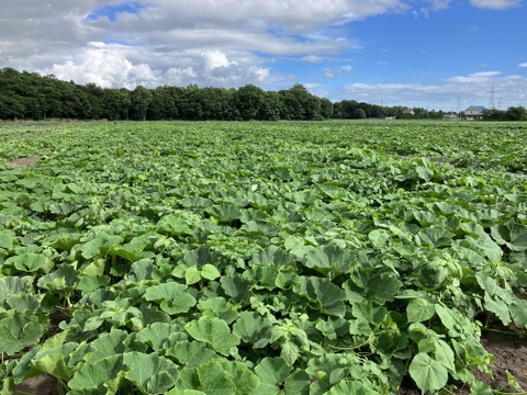 旬のセット🍠🎃【北海道産🌎農薬化学肥料・除草剤不使用】甘いサツマイモ5㎏🍠ホクホク南瓜5㎏のセット🍠🎃