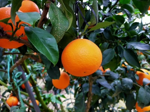 【数量・期間限定】愛媛の方にも大人気！ 愛果２８号 贈答用3kg
　　興居島が誇る濃厚な果汁が口いっぱいに広がりとろけるようなくちどけ！　【12/1～随時出荷】