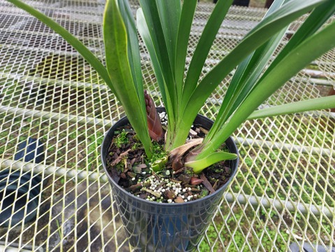 花芽付きシンビジウム】ハチさんを誘引する蘭〝フォアゴットンフルーツ