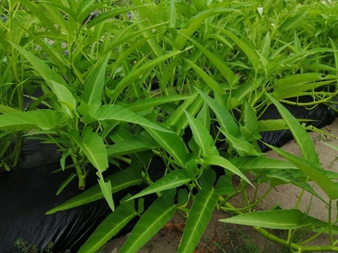 季節の野菜セット(5品目以上)