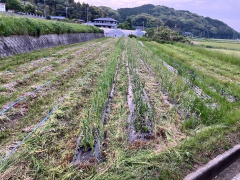 免疫力アップや疲労回復！にんにくパウダー20g(栽培期間中農薬不使用)