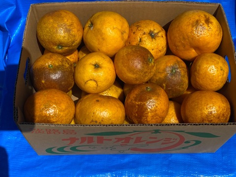 【今が旬】今が旬人気のお買得訳あり幻の柑橘　淡路島なるとオレンジ５kg数量限