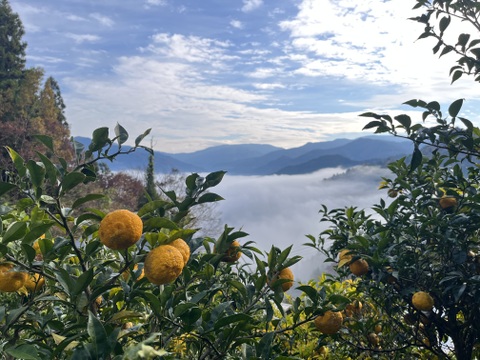 さわやか　ゆず果汁100%　280ml　1本　栽培期間中農薬不使用　ゆず酢