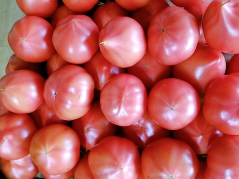 【雨水】魚の町で長年育ててもらった野菜セット7～9品目