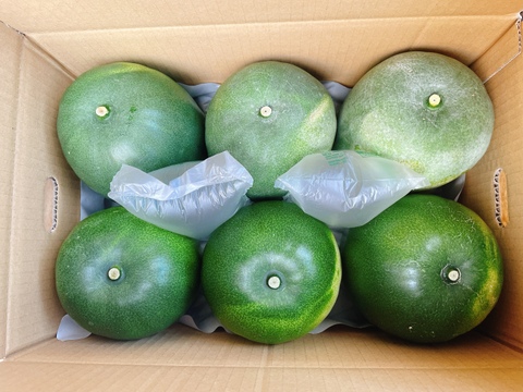 ＜うんまい！＞とうがん【８ｋｇ】