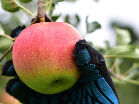 夏りんごと言えば！ りんご 訳あり小玉 サンつがる 約1.8キロ7-11玉 復興支援 早期予約特典 #SAT0E018