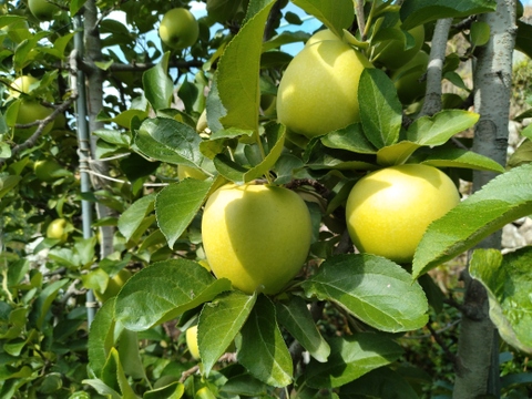 パリッとした食感シナノゴールド５k箱（１３－１６個）【家庭用】