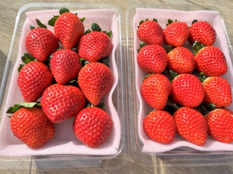 今年も！と～ってもフル～ティ💓新品種のとちあいか🍓（約300g×２パック入り）