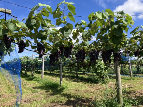 【家計応援】まとめ買いスチューベン 5kg（優品）