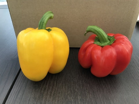 ふぞろい新鮮パプリカ（赤・黄）6個入