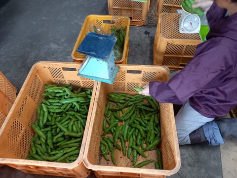絶品‼️安西農園の房州空豆4キロ