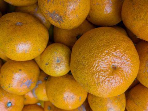 ジュース用 中生みかん（3K）