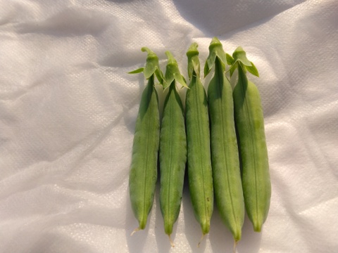 小分けで便利♪『(A品)になれなかったスナップエンドウ』1Kg