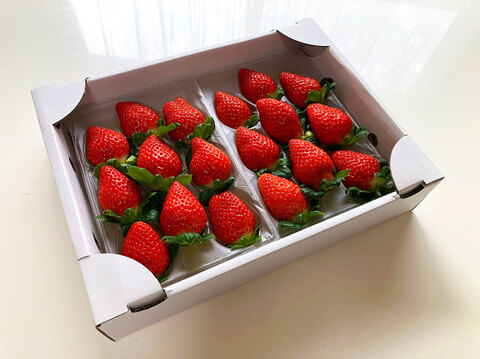 【冬ギフト】朝摘み直送！『かおり野』240g×2P