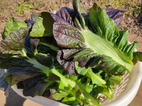 ✨【農家厳選】瑞々しさが自慢。毎日使える旬の野菜詰め合わせ（5〜6品）✨