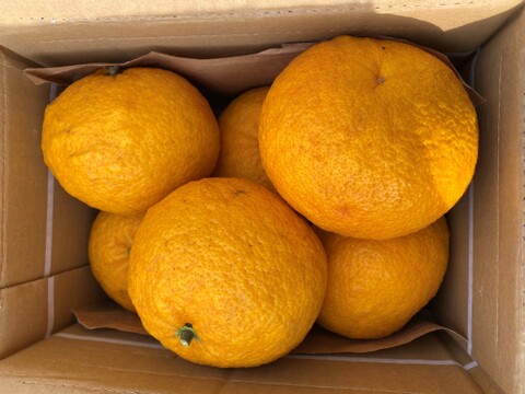 旬の柑橘　訳あり夏みかん10kg
