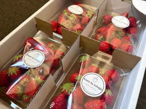 【不揃い･スターナイト】宮城蔵王産 いちご 250ｇ×4ｐ