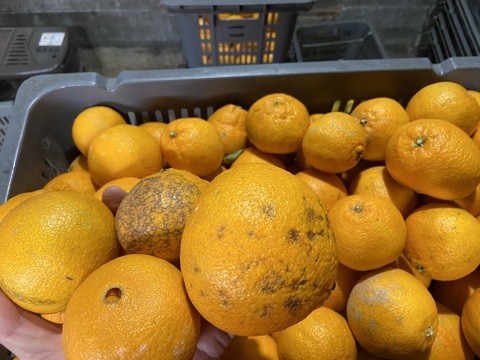 濃厚！うわじまのデコ（不知火）【極小＆選果落】５ｋｇサンプル糖度１１度越え