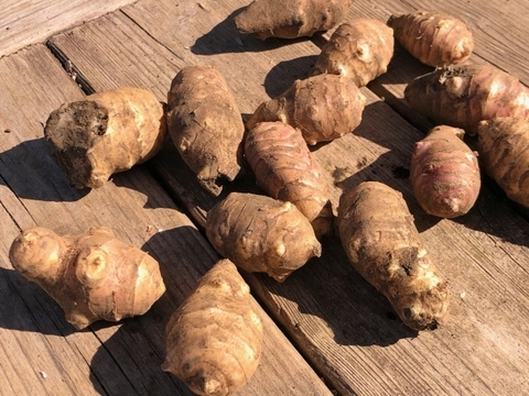 【栽培期間中　農薬不使用】希少！腸活＆エイジングケアにぴったりな紫菊芋(1kg)