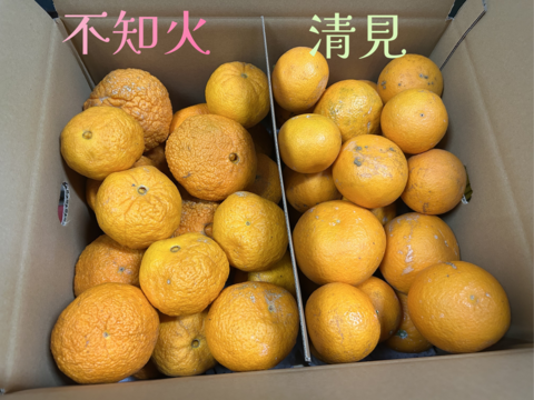 おうち用　不知火＆清見　箱込5kg