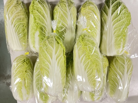 【京都府産】旬の定番夏野菜セット（10品）