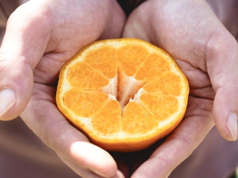 【希少・プチプチ食感】はるみ 2.5kg 春の極上柑橘