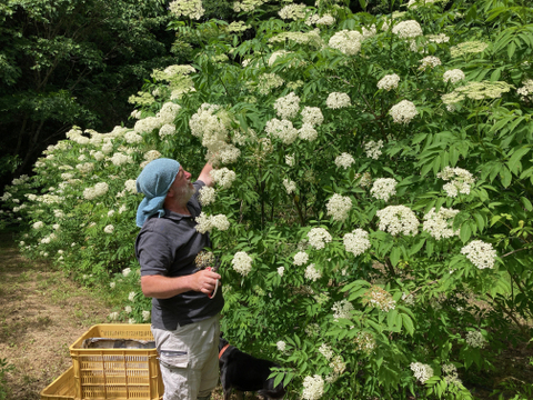 🌱エルダーフラワーコーディアル🌱岡山県産エルダーフラワー 「Kocomo's Elderflower Cordial」300ml