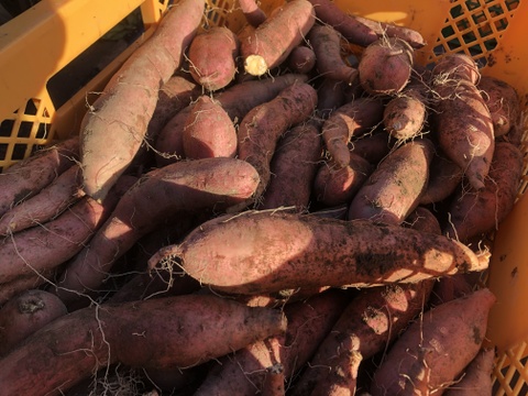 自然栽培 甘〜い蜜芋！安納芋(3kg)