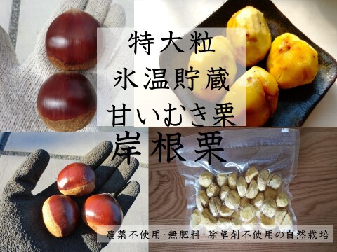 【特大粒サイズ岸根栗 甘い熟成むき栗 】ねっとり甘い岸根栗をもっと甘くする氷温熟成むき栗　岸根 真空パック冷凍　むき栗1パック300g入り