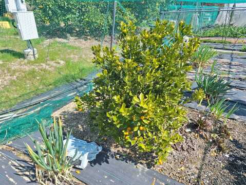 【農薬化学肥料不使用】カラマンシー入り野菜セット【８種類以上の野菜】【金曜日発送】【熨斗(のし)対応可】【８０サイズ箱】