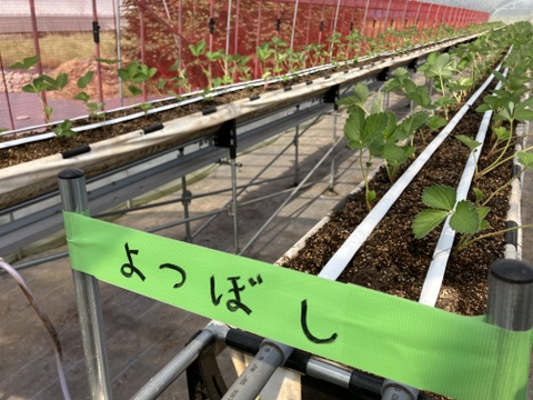 【規格外】よつぼし・たっぷり約1kg