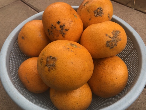 【訳あり】八朔(はっさく)3kg房州産(農薬・化学肥料不使用)