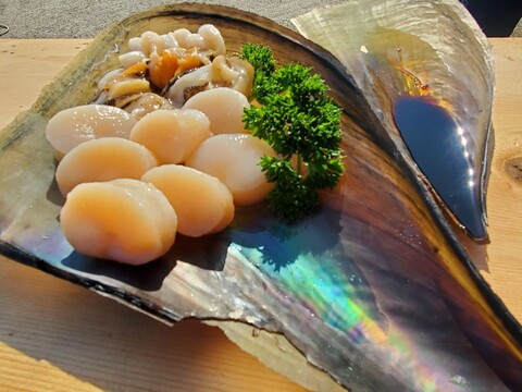 【海があなたのご自宅に！？】本島産タイラギ貝<活き売り10枚>