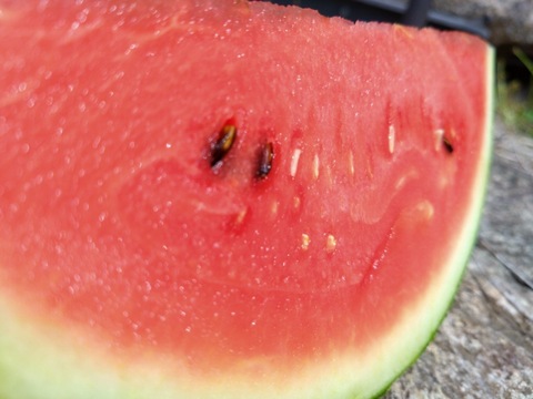 【最高糖度15度超え】選ばれし一玉にのみ刻まれる王の証🍉極限集中栽培が生んだ唯一無二のスイカ『蜜王』🍉寛永鶴見ブランド【7月中旬予約】