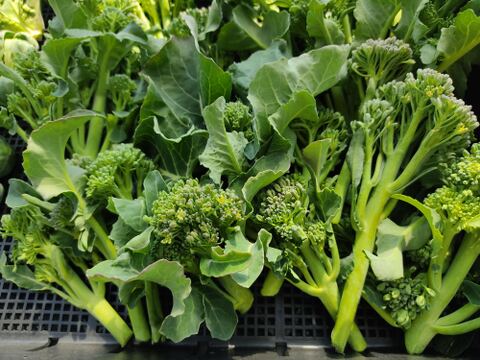 ✨農薬・化成肥料不使用✨芽キャベツ約200g＋キャベツ1玉＋スティックセニョール約400g🌱冬のあったか食卓セット😊