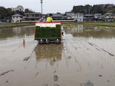 【令和７年新米】　コシヒカリ4.5kg　農薬・化学肥料不使用米【三重県産精米】
自信作コシヒカリ（冷めても美味しい！！）