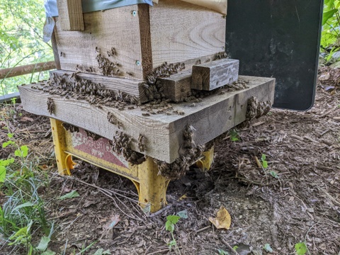 日本蜜蜂の生ハチミツと巣蜜『糸島STANDAR』