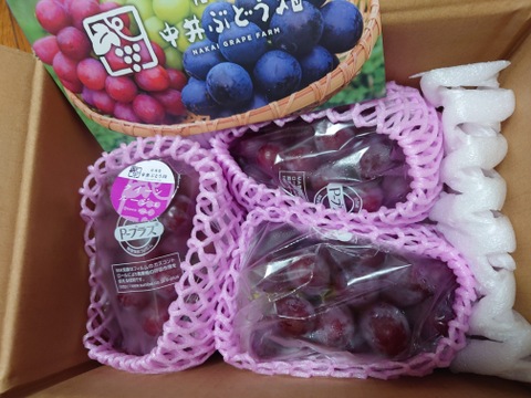 規格外！　長野県限定！数量限定！☆訳ありクイーンルージュ®︎☆ 家庭用２〜４房　１kg箱