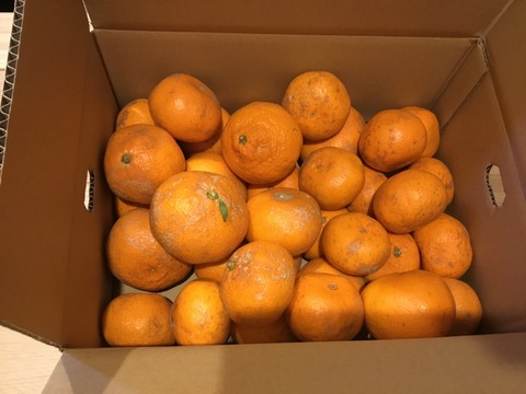 越冬貯蔵みかん　甘味と酸味のバランスがとれた完熟濃厚みかん（5㎏）ご家庭用